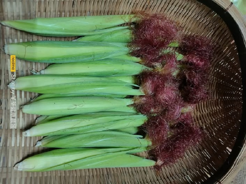 芊華健康農場--紫糯玉米 │紅鬚玉米筍 │蒜頭 │扁豆 │花生 │洋蔥-農產品