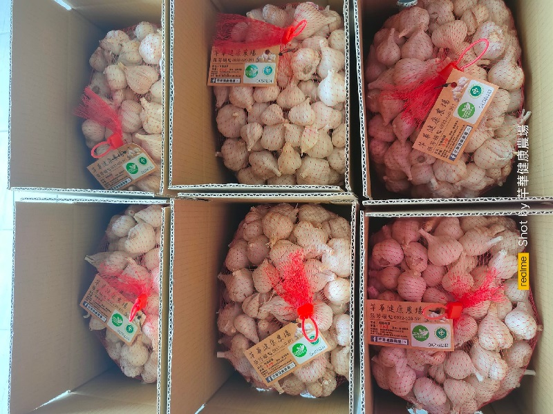 芊華健康農場--紫糯玉米 │紅鬚玉米筍 │蒜頭 │扁豆 │花生 │洋蔥-農產品