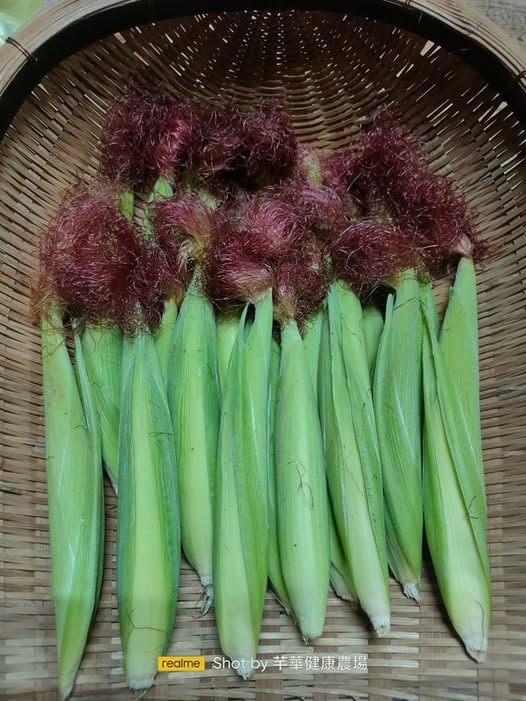 有機紅鬚玉米筍