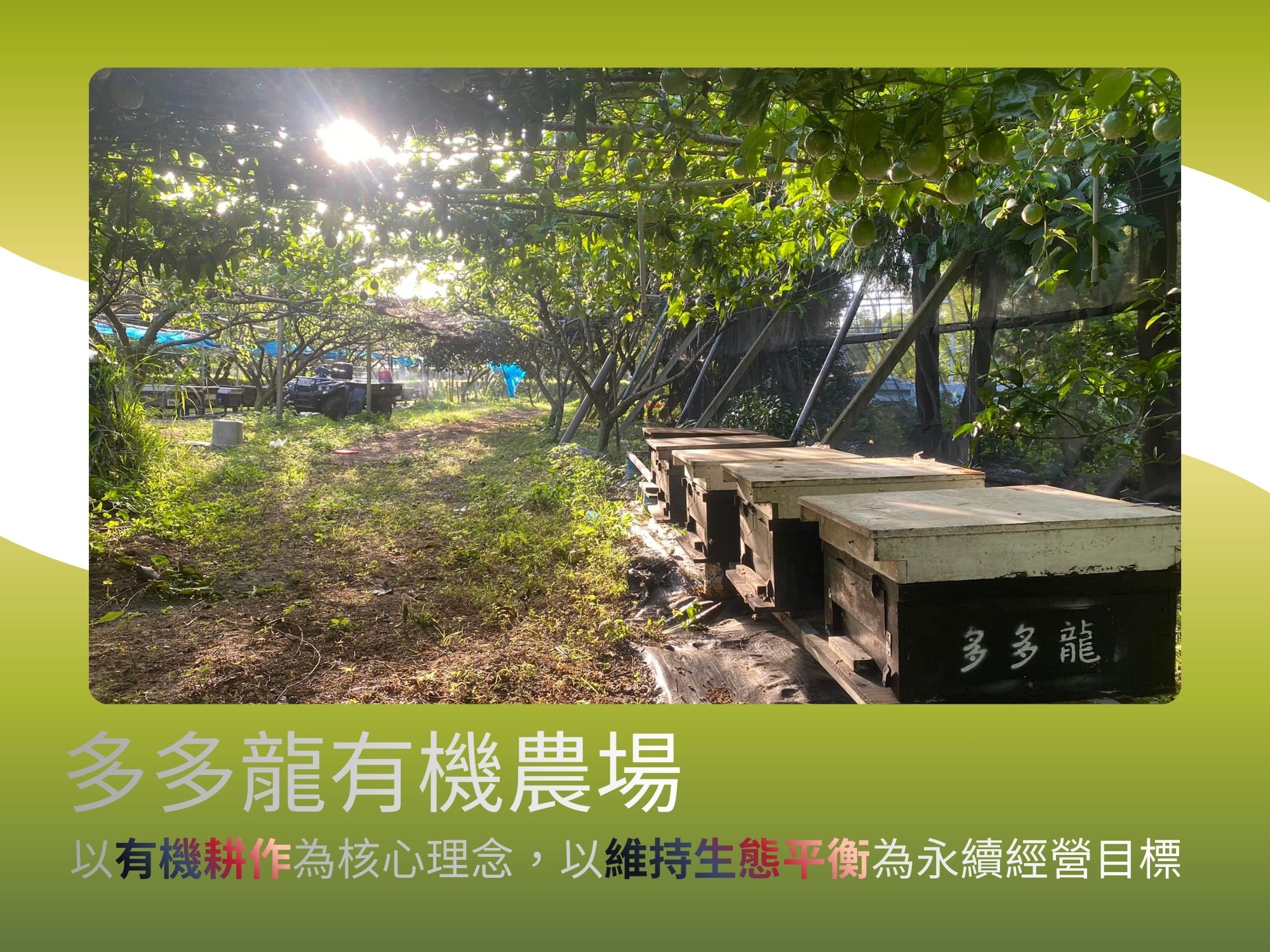 多多龍有機農場-有機農產品