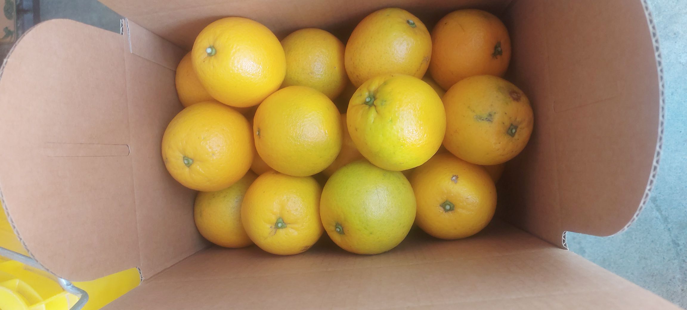 有機晚崙西亞又名：香丁、弗靈夏橙、晚生橙香丁