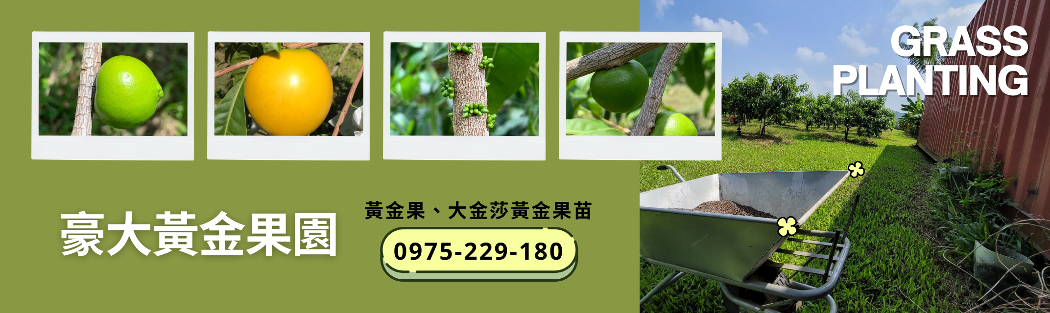 豪大黃金果 | 草生栽種 | 大金莎黃金果苗