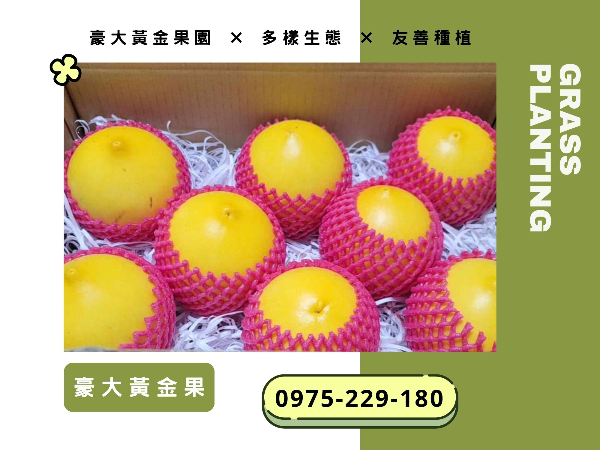 豪大黃金果園 | 草生栽種 | 大金莎黃金果苗-農產品