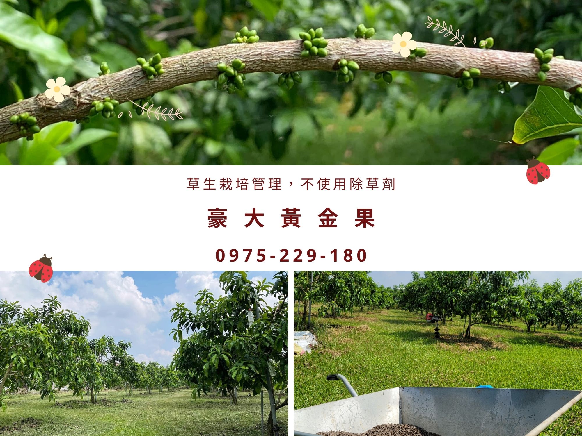 豪大黃金果園 | 草生栽種 | 大金莎黃金果苗-農產品