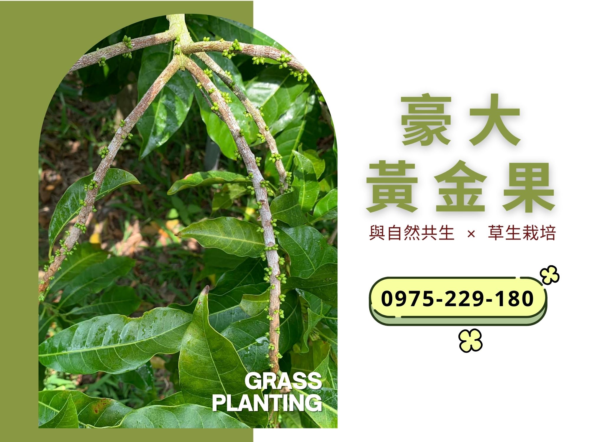豪大黃金果園 | 草生栽種 | 大金莎黃金果苗-農產品