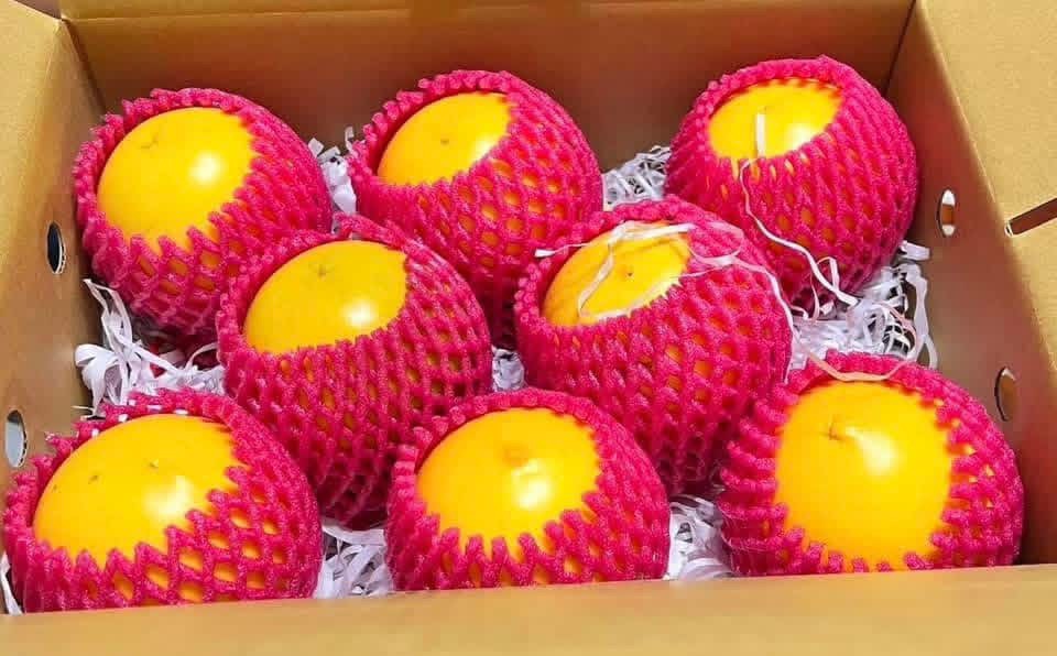 黃金果中果禮盒