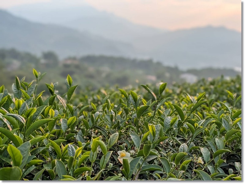 陳家茶園-農產品