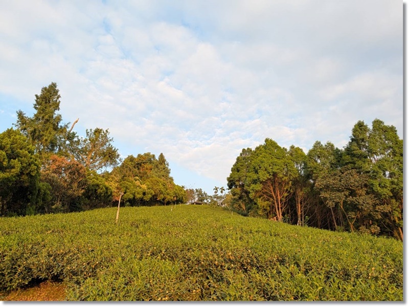 陳家茶園-農產品