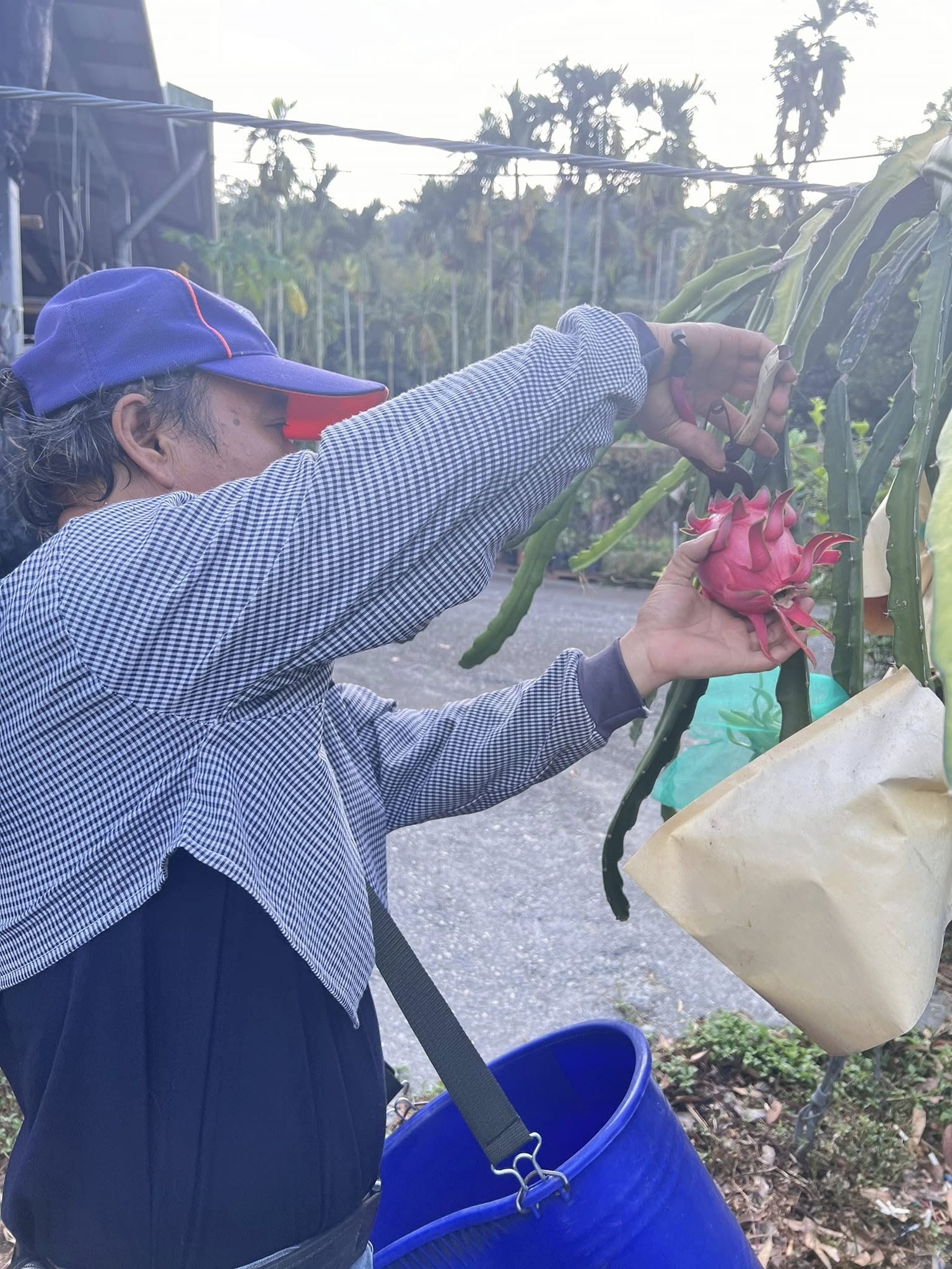 紅龍果採收