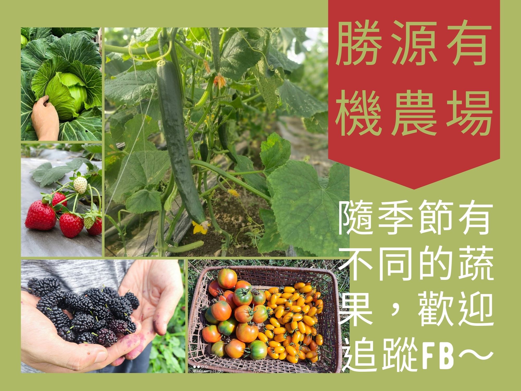 勝源有機農場-農產品