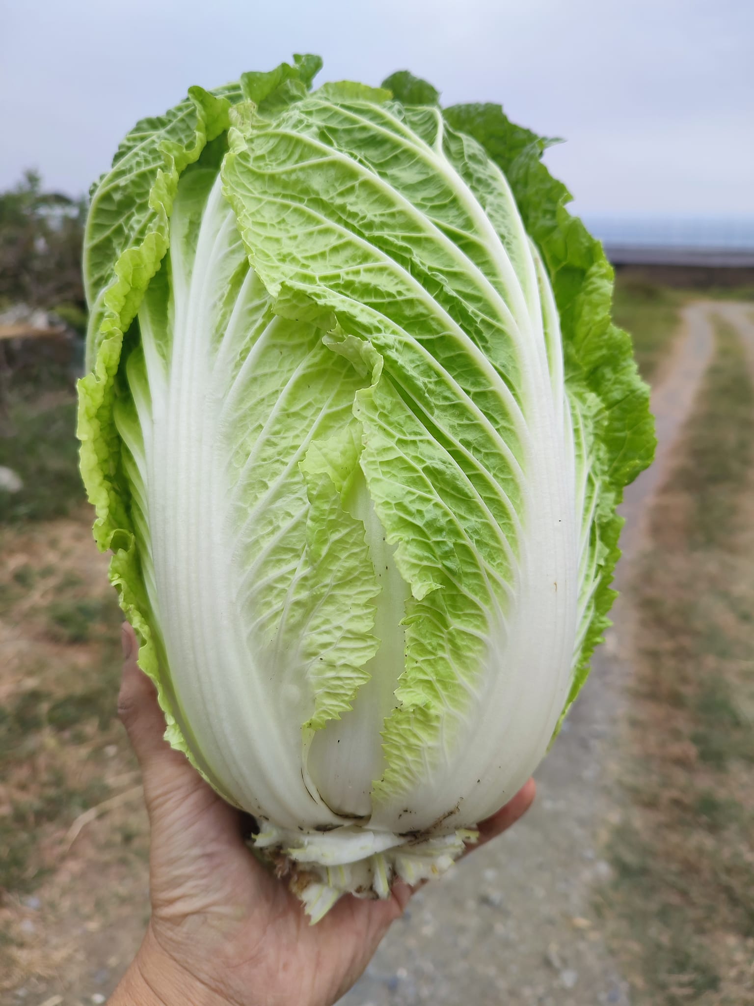 大白菜又名包心白菜、黃芽白