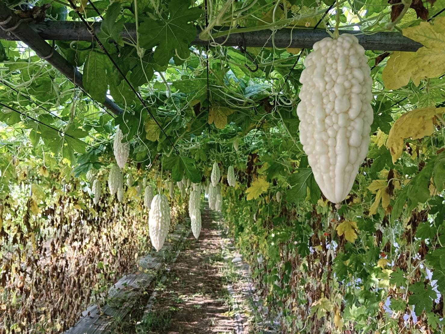 苦瓜又名涼瓜、癩葡萄