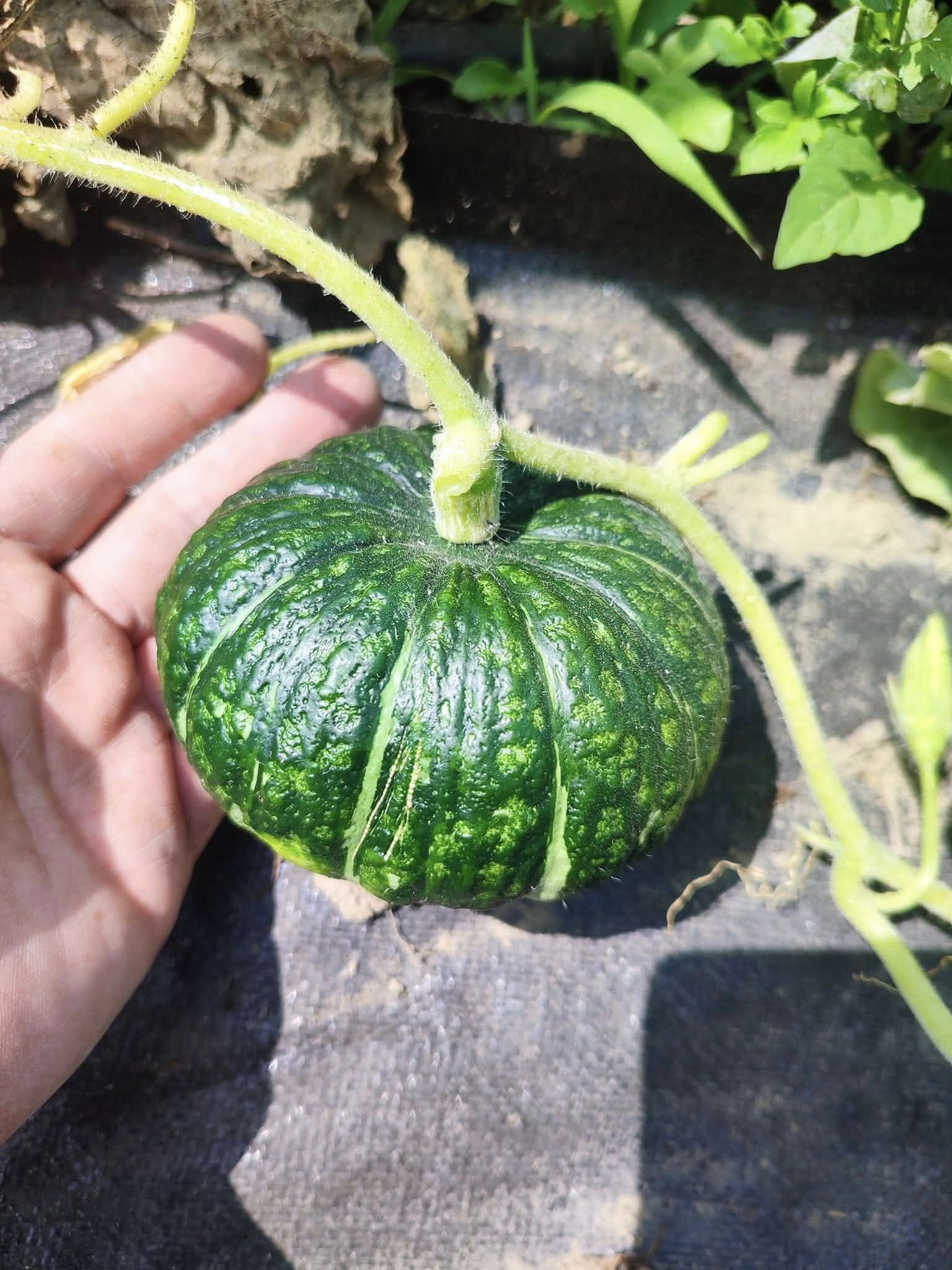 栗子南瓜(日本栗之藏南瓜)