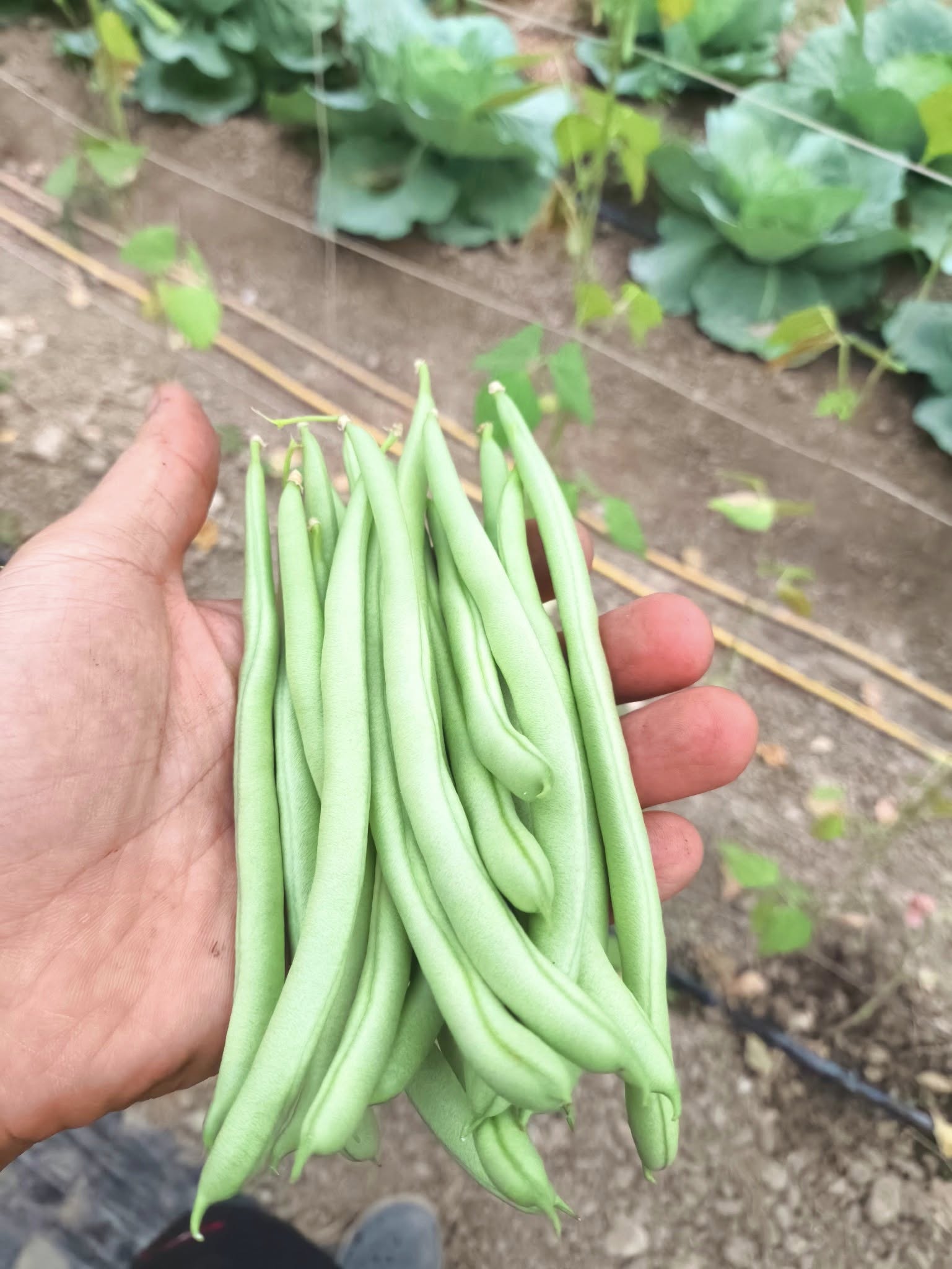 四季豆又名敏豆、菜豆