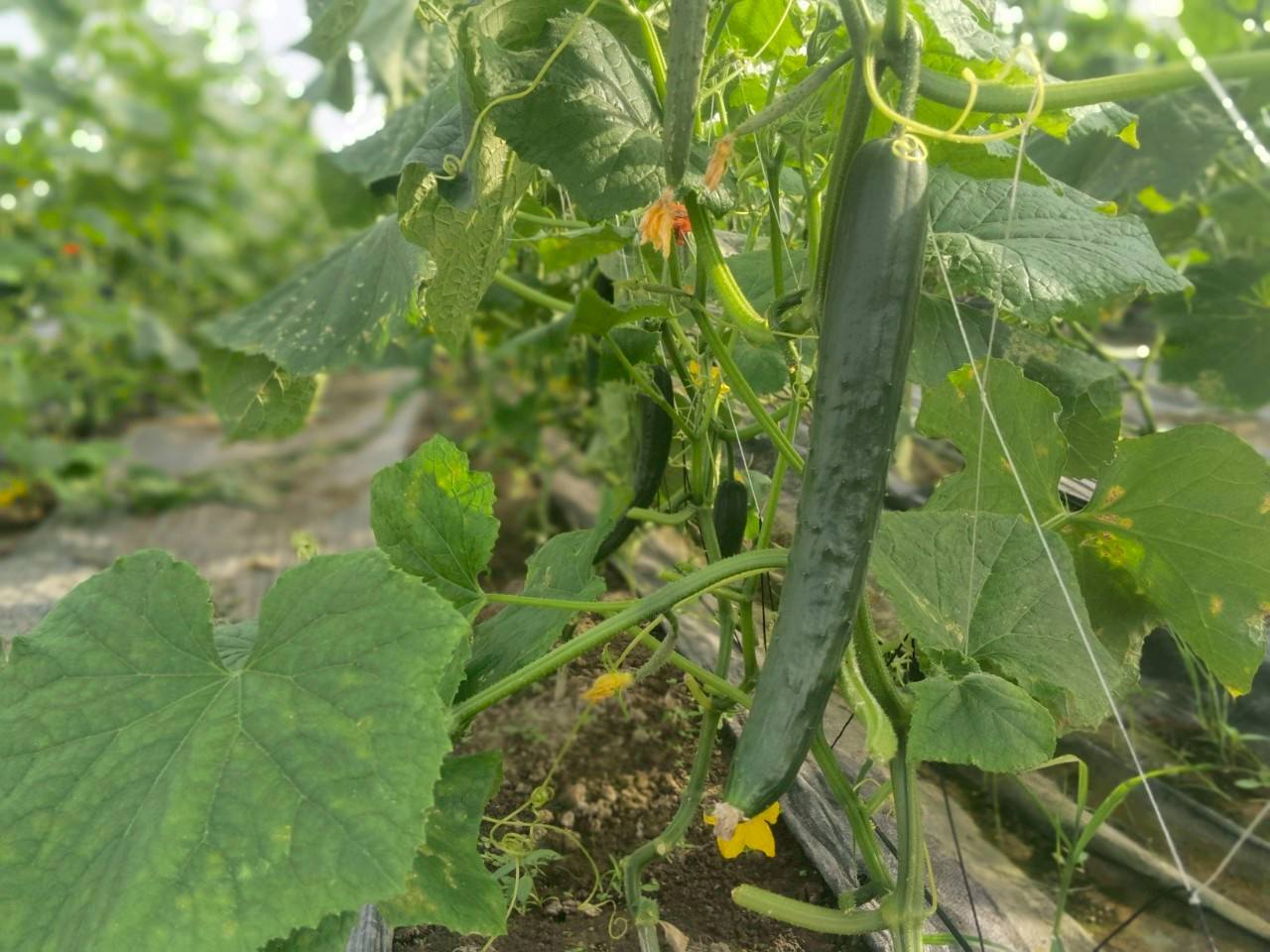 小黃瓜又名花胡瓜、小胡瓜