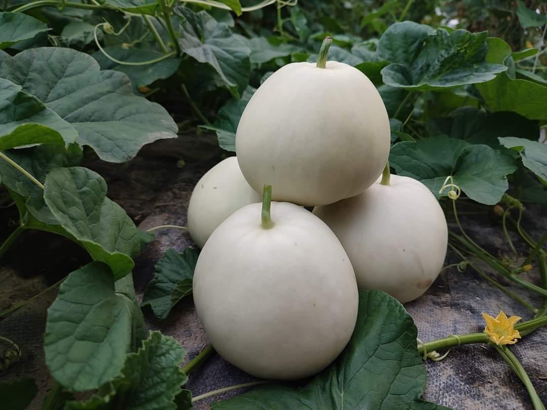 香瓜又名美濃瓜(正式名稱為東方甜瓜)