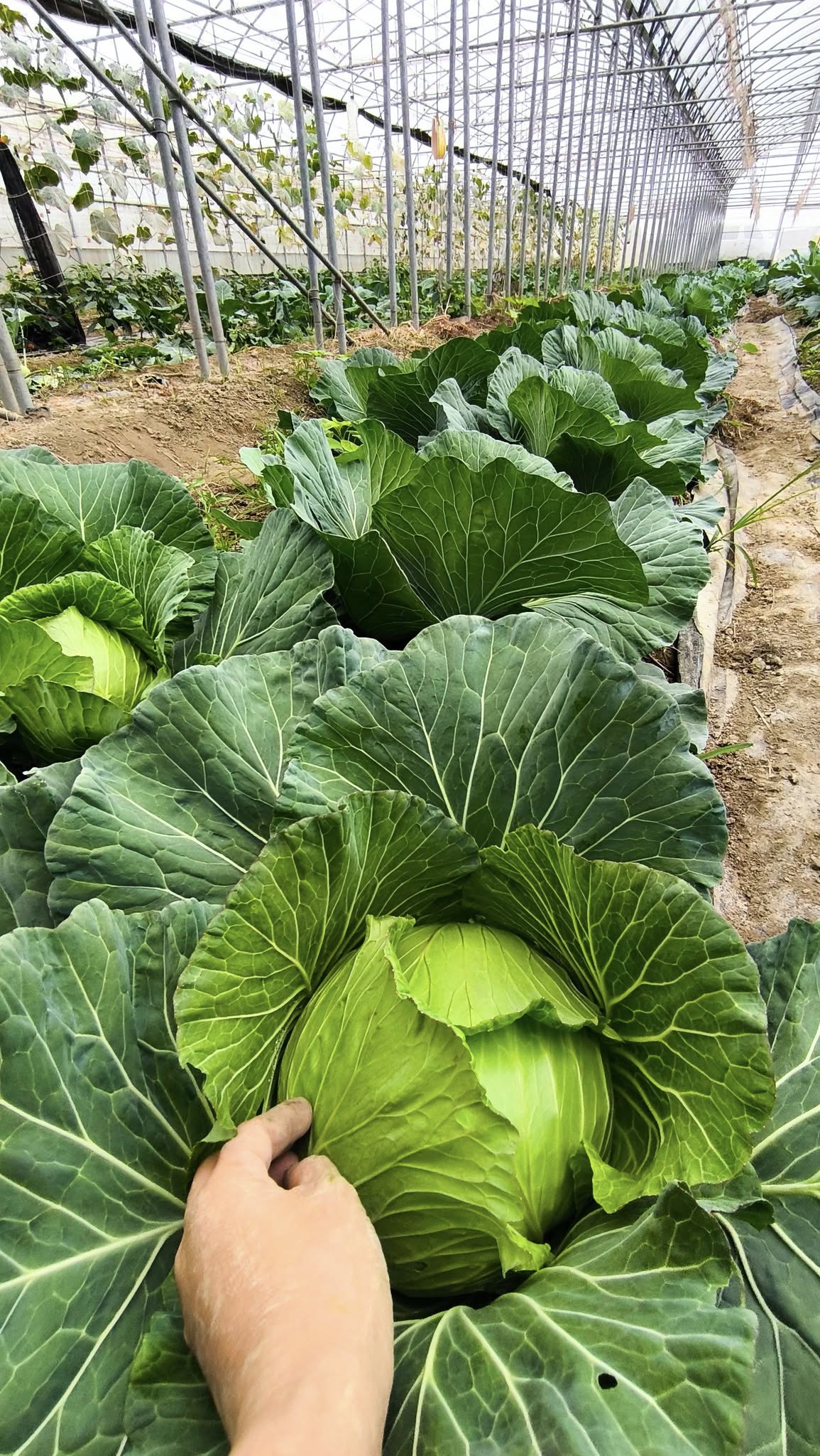 高麗菜又名甘藍、捲心菜