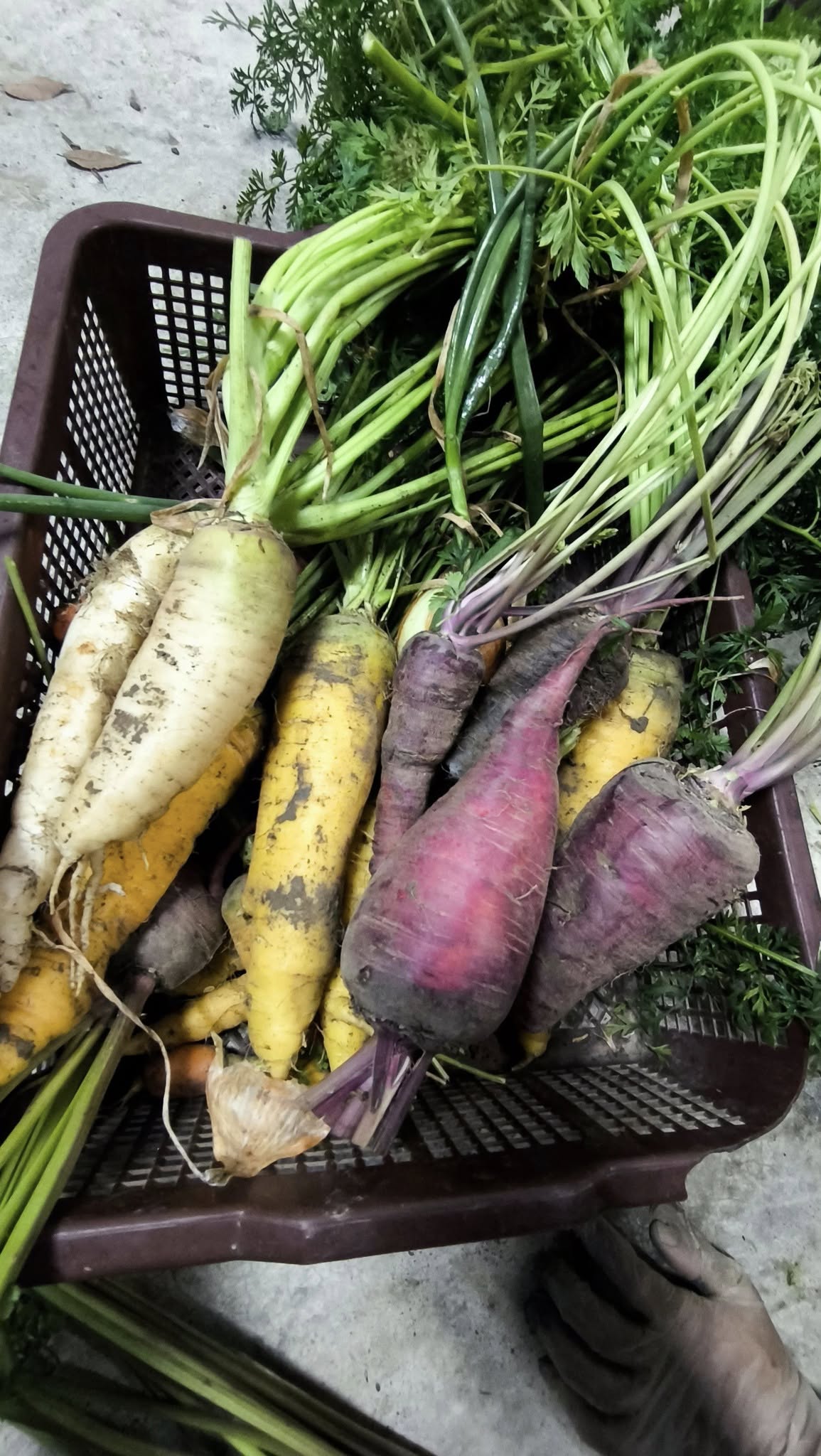 蘿蔔又稱「菜頭」