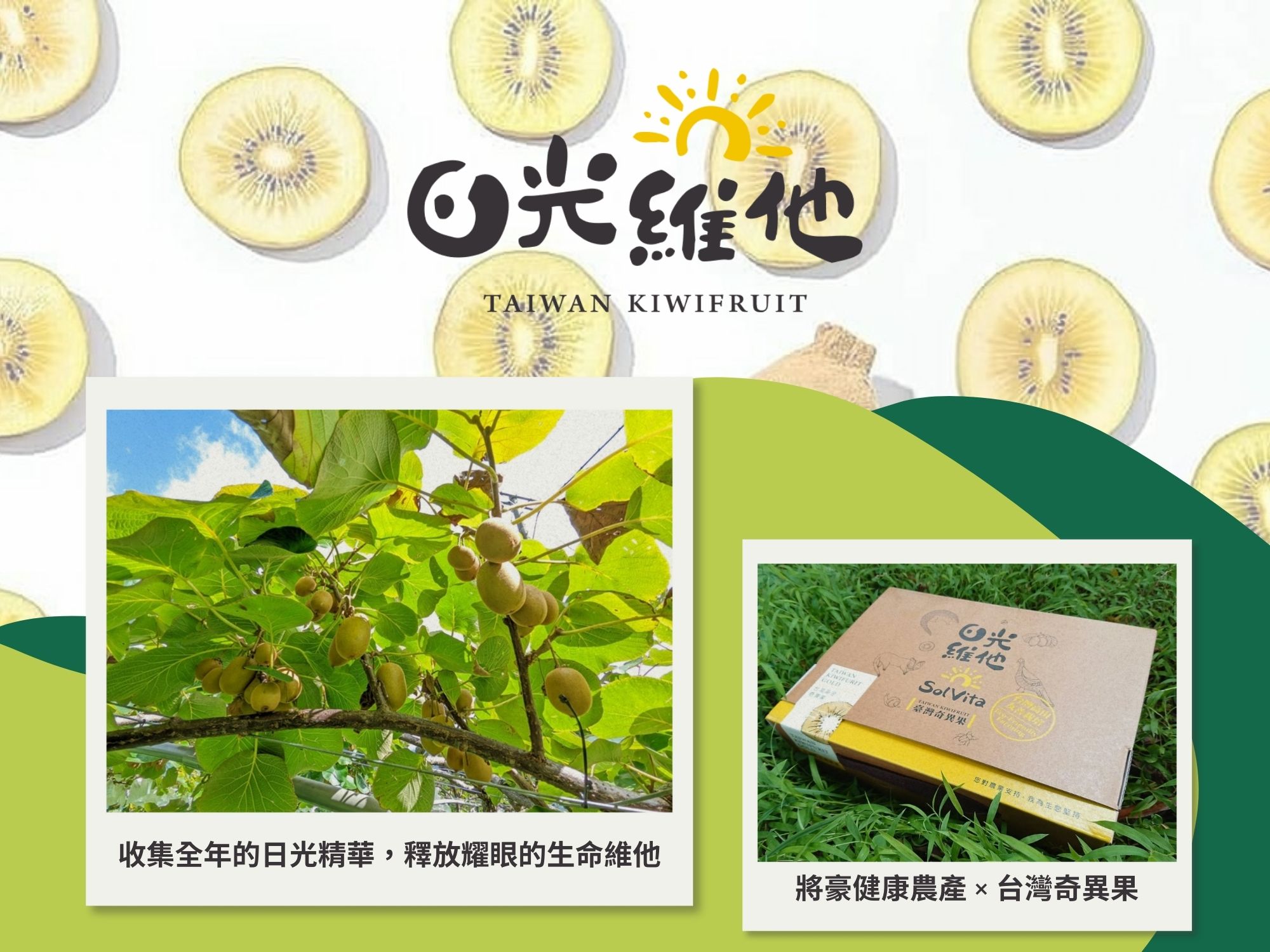 台灣奇異果鮮果 × 每年8月中預購 × 9月下旬採收出貨