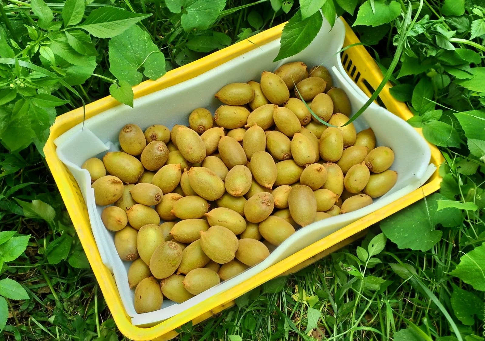 台灣黃金奇異果