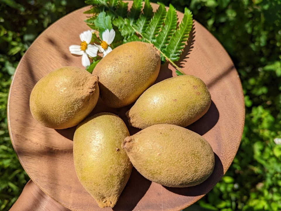 台灣黃金奇異果