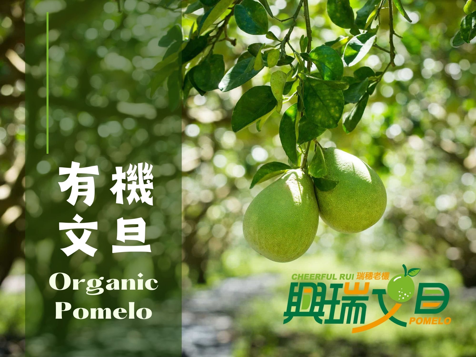 品味中秋清新柚香 × 興瑞農場的有機文旦