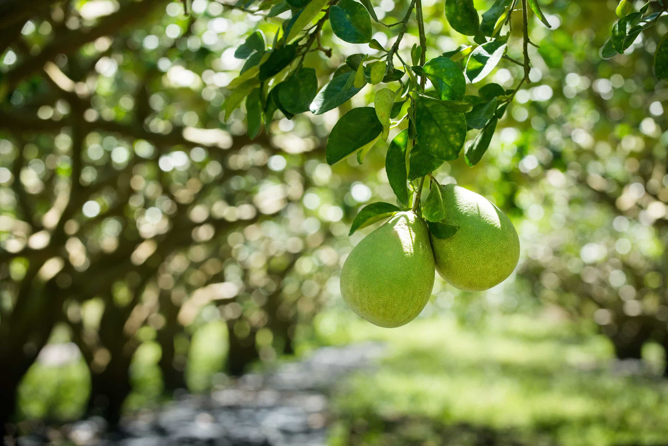 興瑞有機農場園區