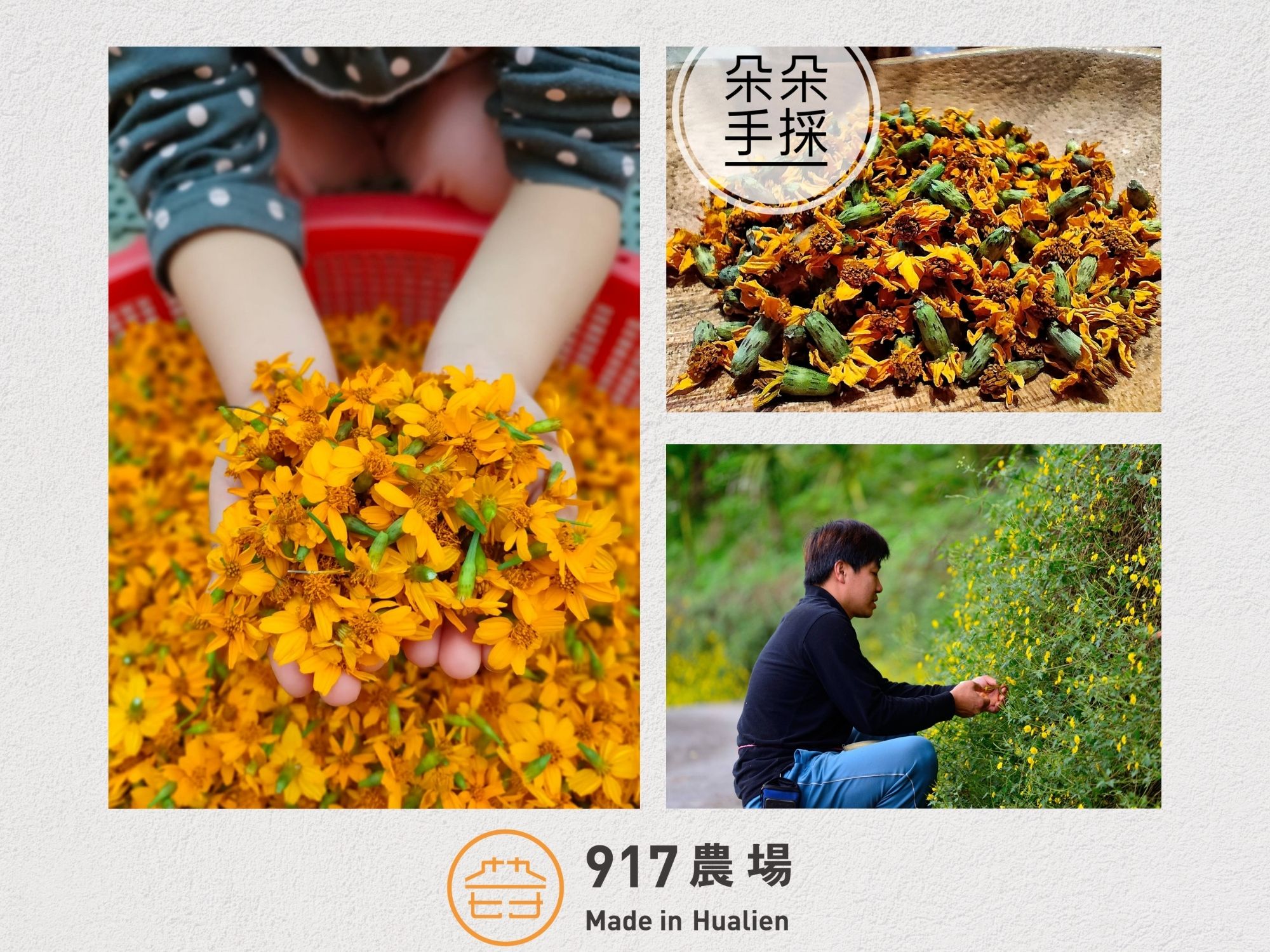 917農場 × 赤科山柴燒金針 × 有機咖啡-土產品