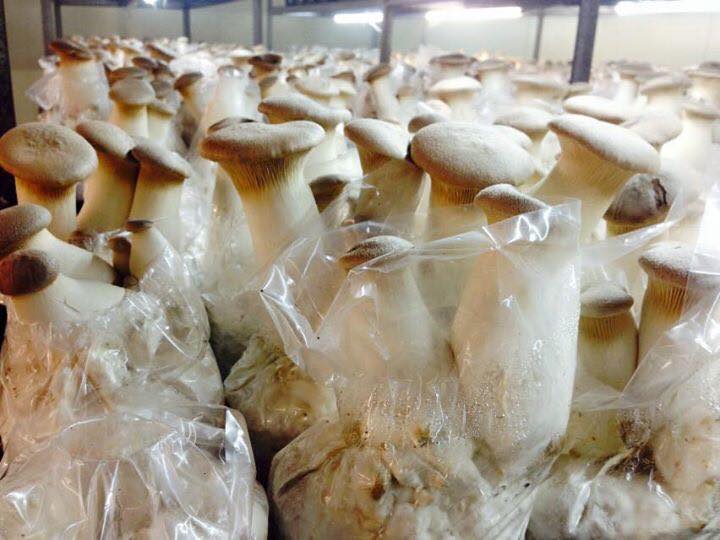 禾豐生技農場~新鮮優質有機杏鮑菇-有機農產品