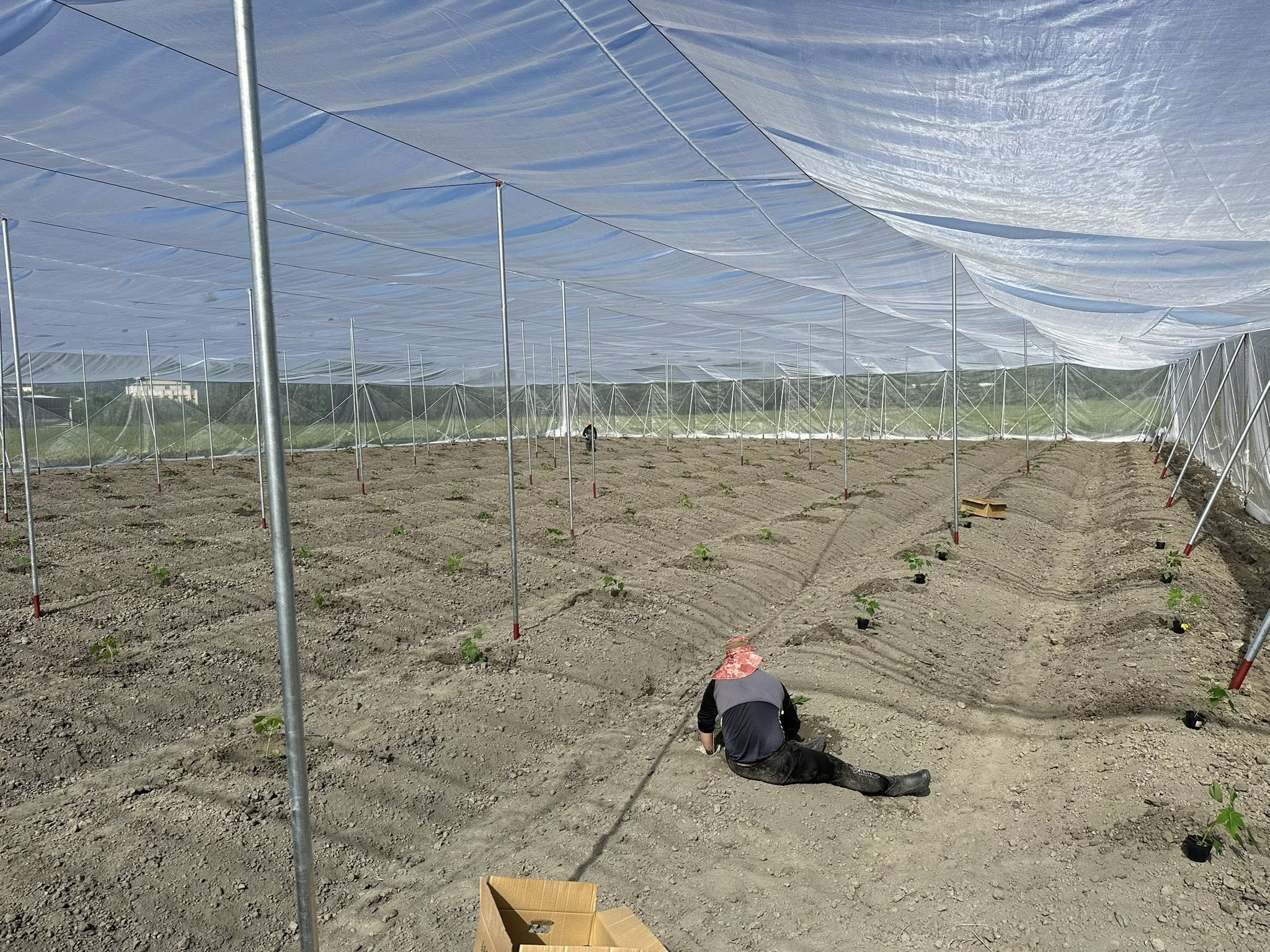 網室有機木瓜種植