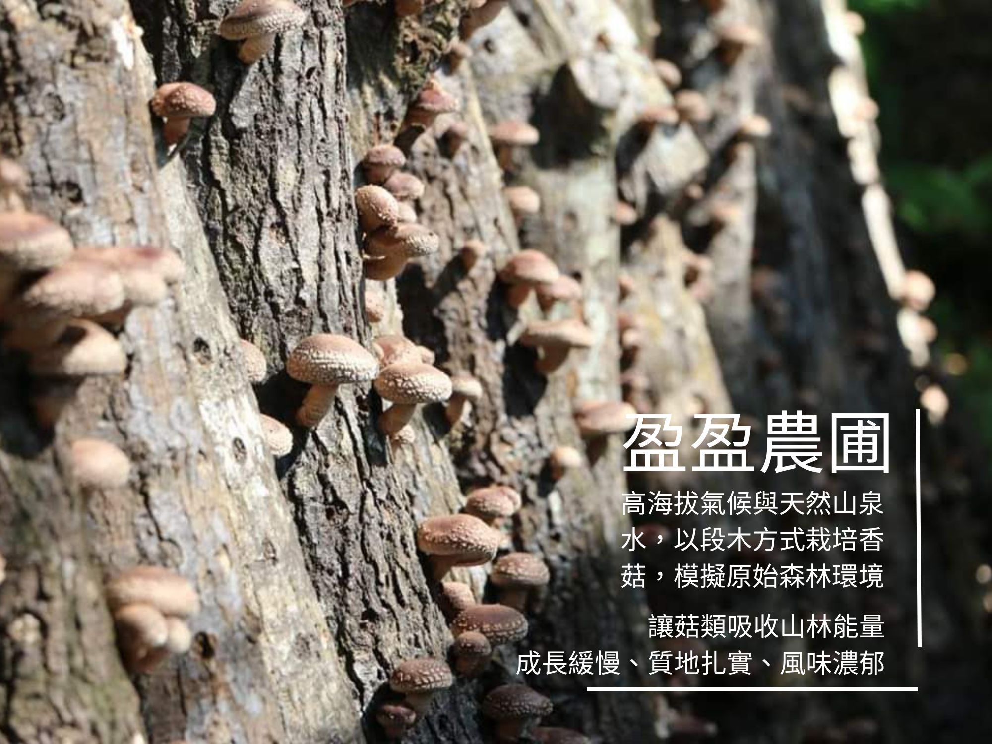 盈盈農圃-農產品