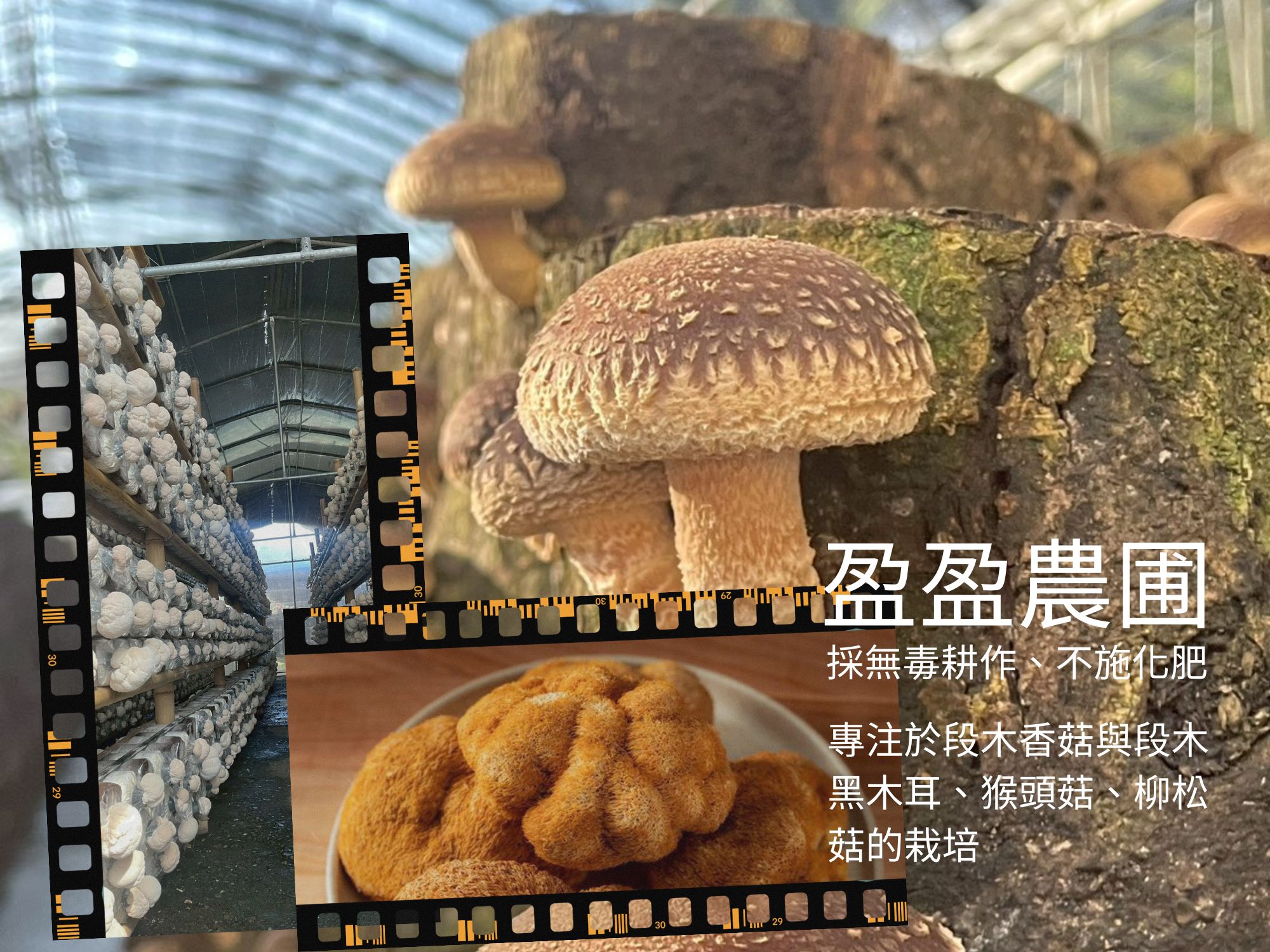 盈盈農圃-農產品