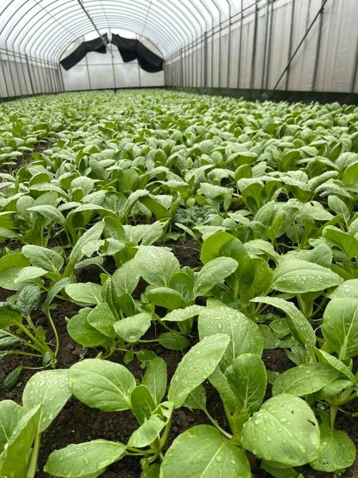 有機蔬菜-青江菜