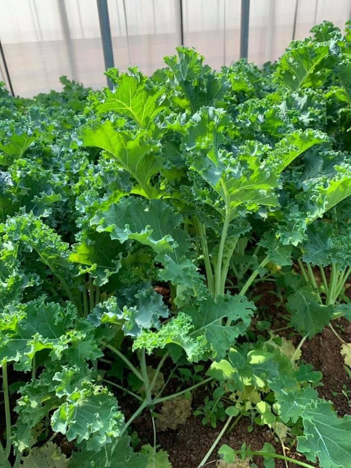 有機蔬菜-羽衣甘蘭