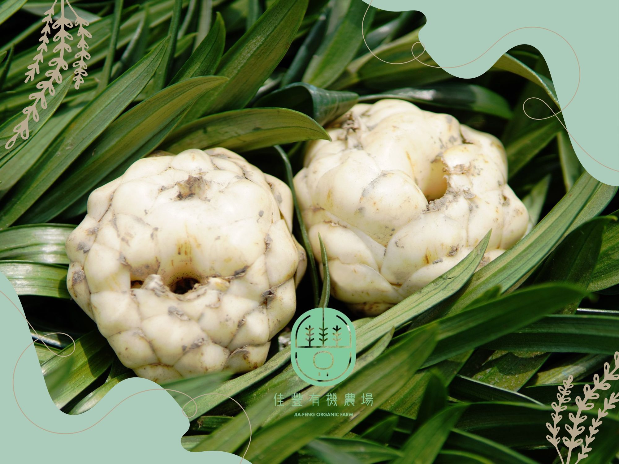 佳豐有機農場 × 有機食用百合 × 百合銀耳飲品-農產品