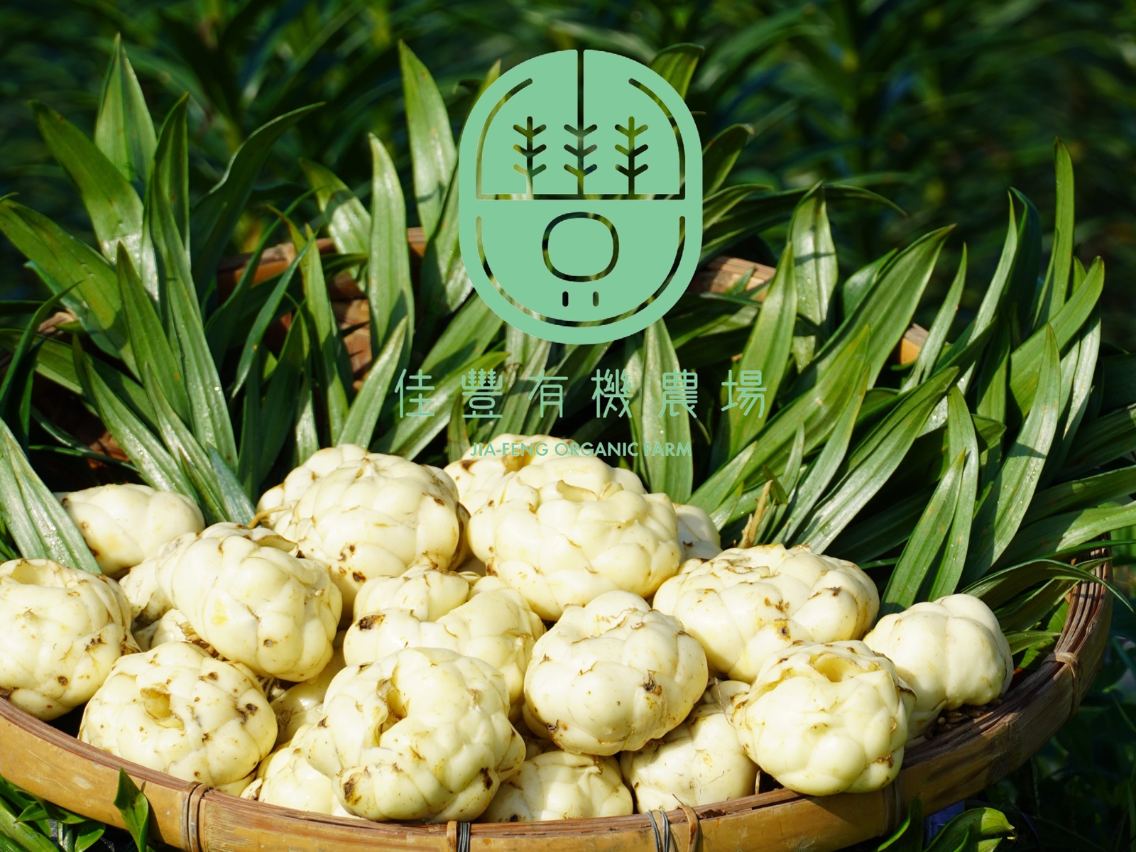 特色作物-有機食用鮮百合