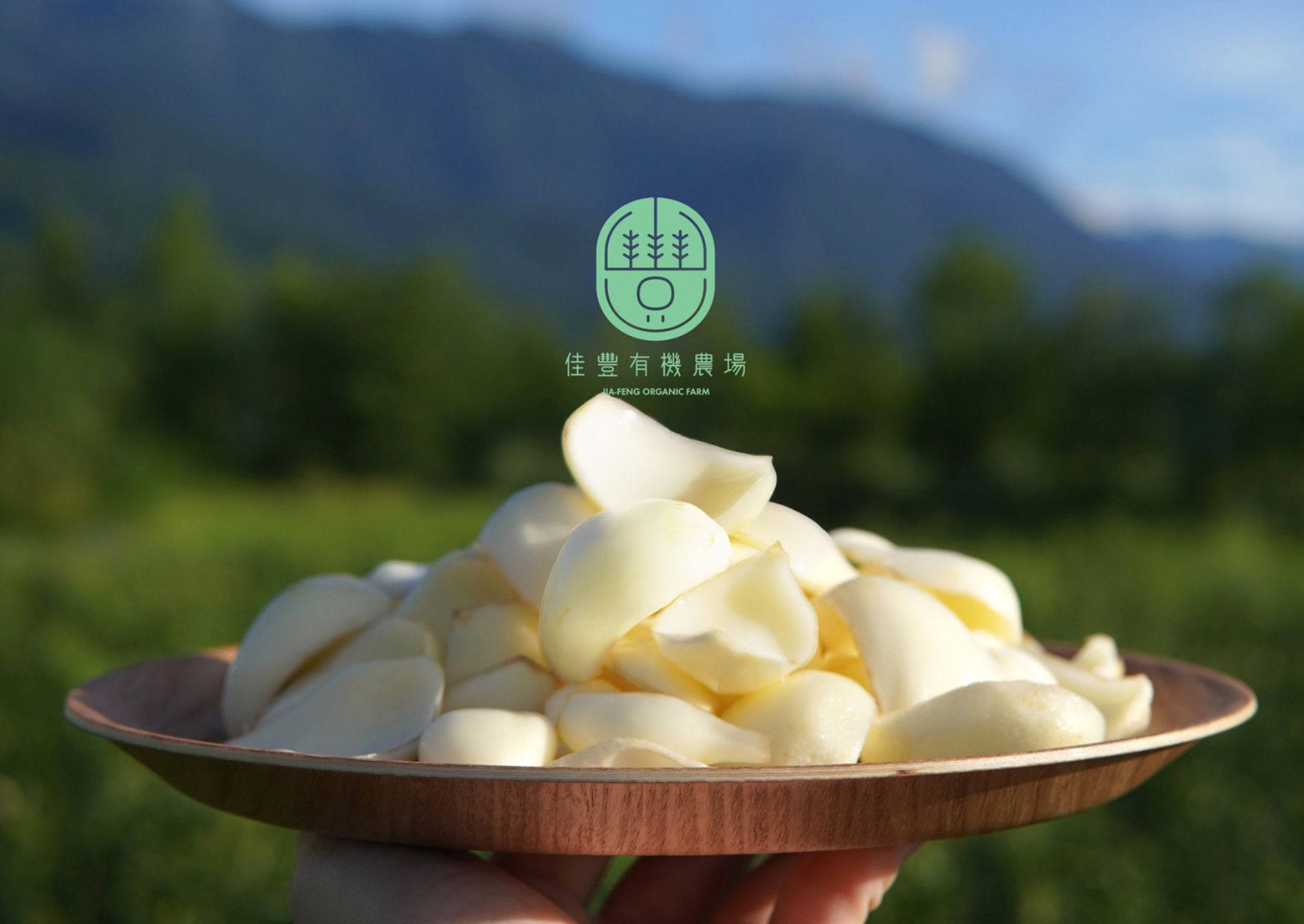 用心栽培有機食用鮮百合