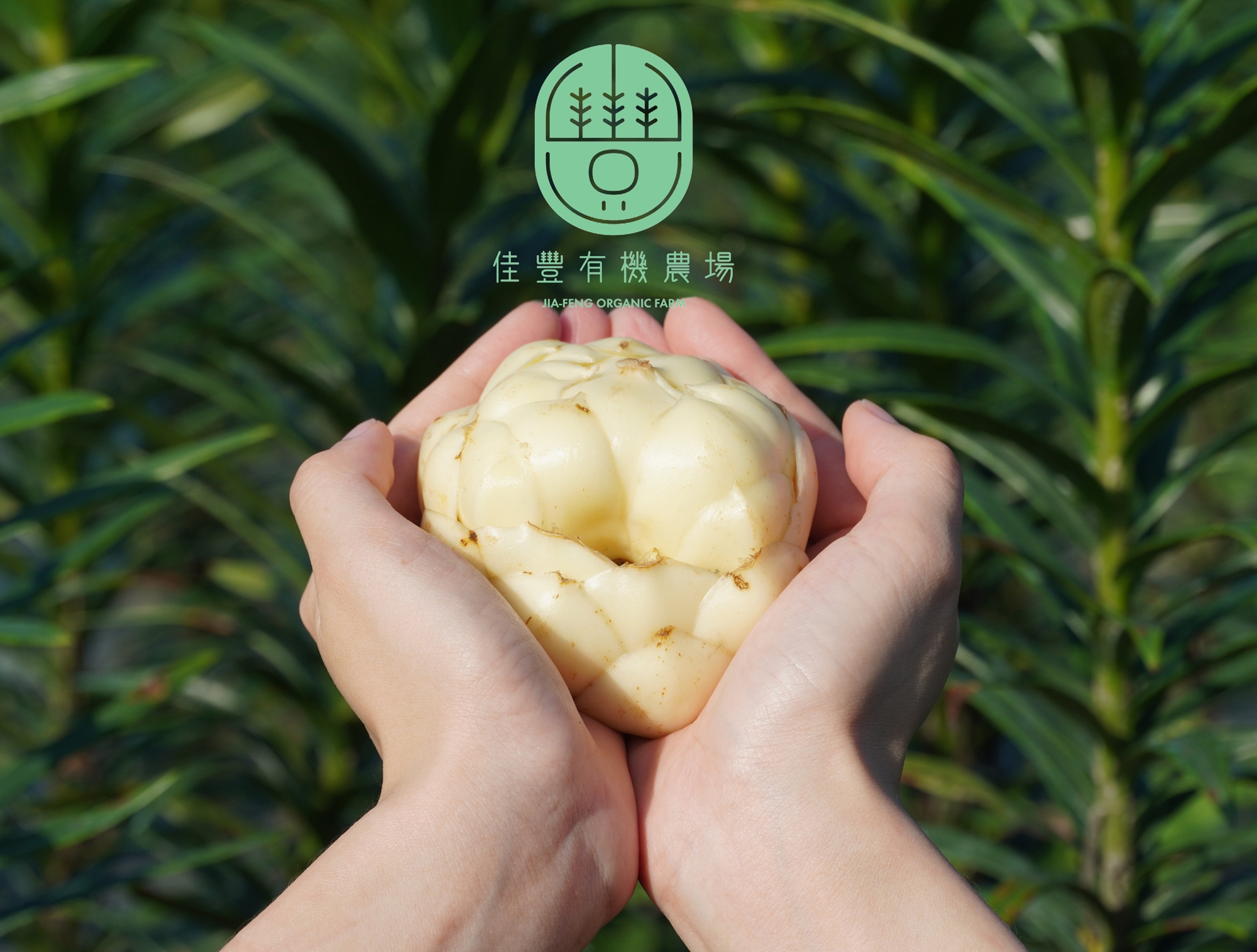 用心栽培有機食用鮮百合