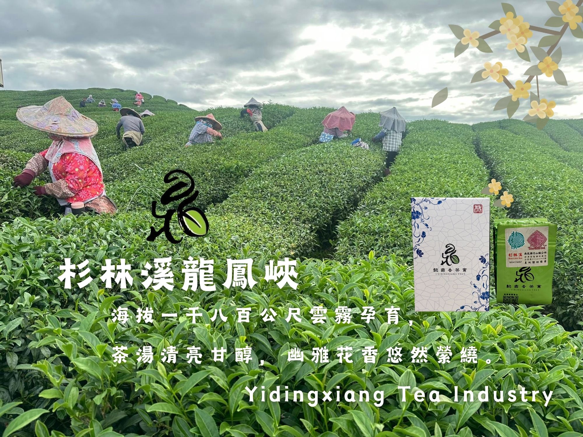 懿鼎香茶業 × 懿鼎香菇 × 杉林溪龍鳳峽高山茶-農產品