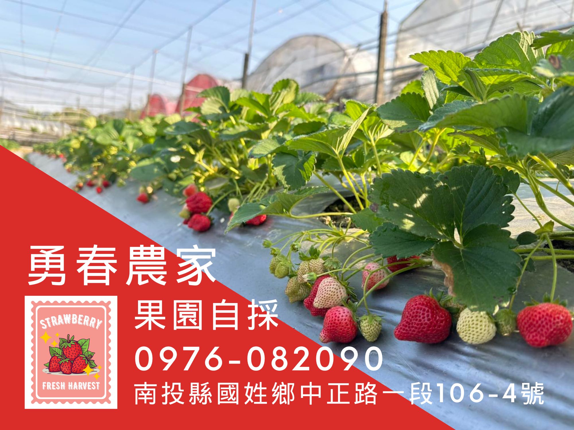 勇春農家-農產品