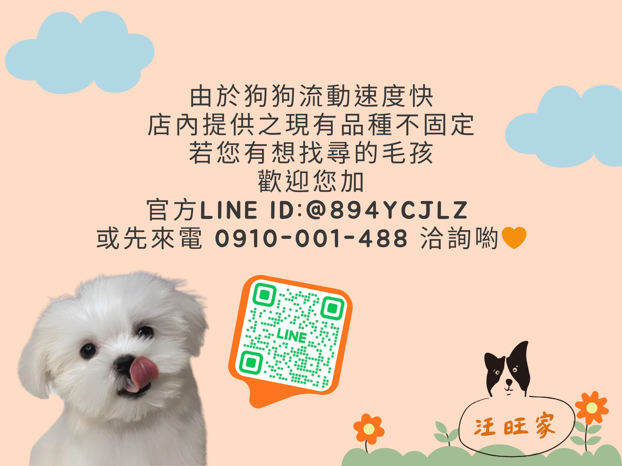 台中寵物店｜汪旺家寵物店-台中買狗狗/博美狗/柴犬/柯基/貴賓狗/馬爾濟斯/臘腸狗-寵物