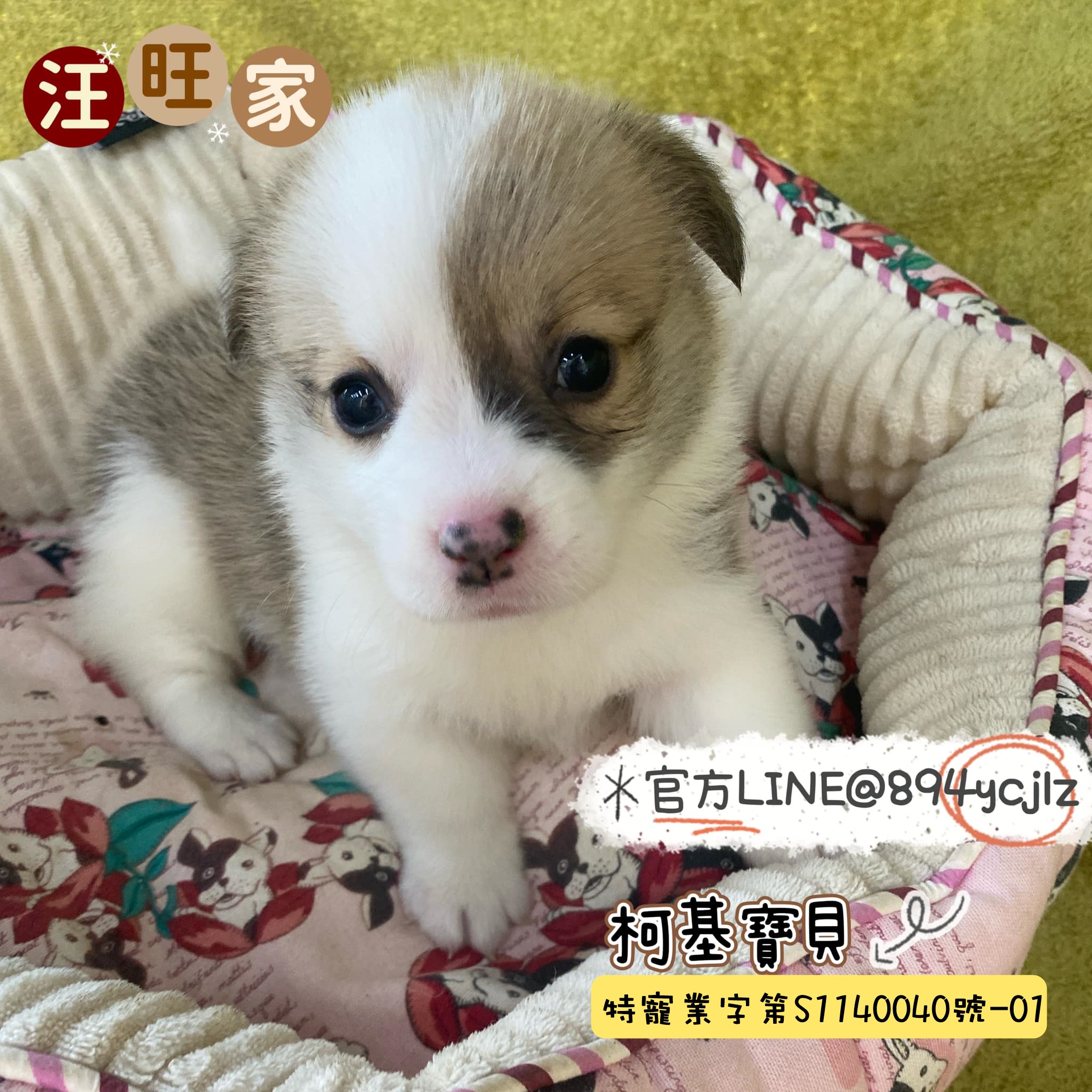 威爾斯柯基寶寶