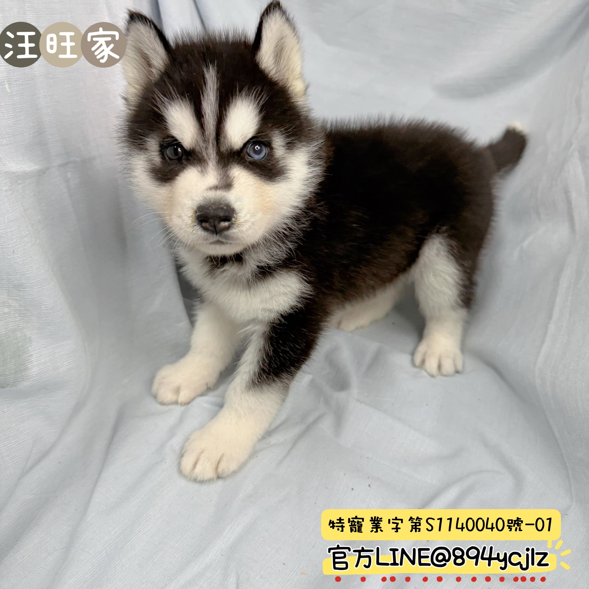 異瞳哈士奇寶寶