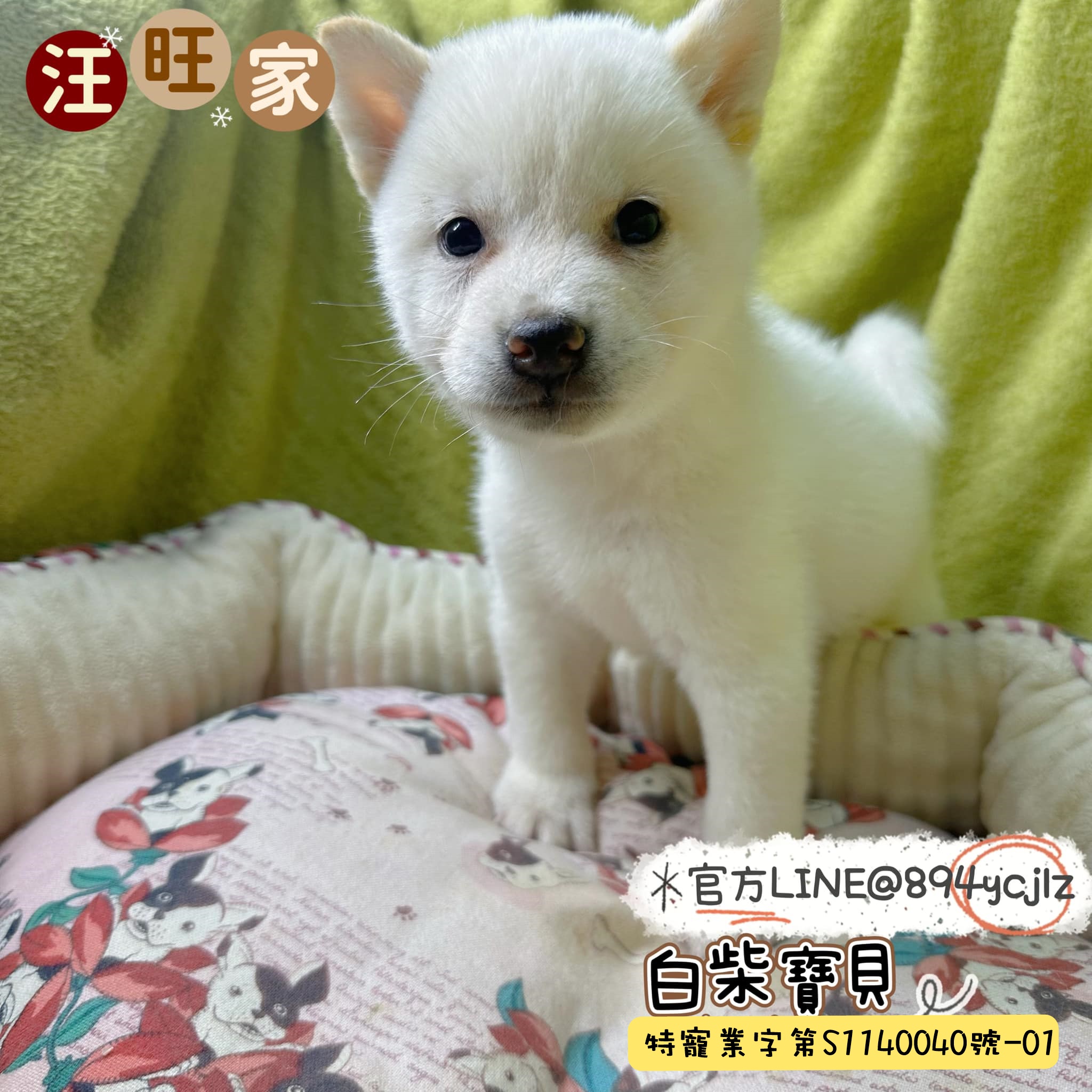 白柴犬