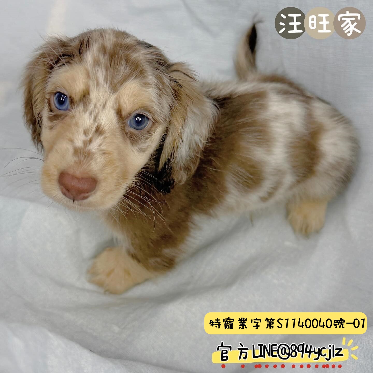 大理石長毛臘腸