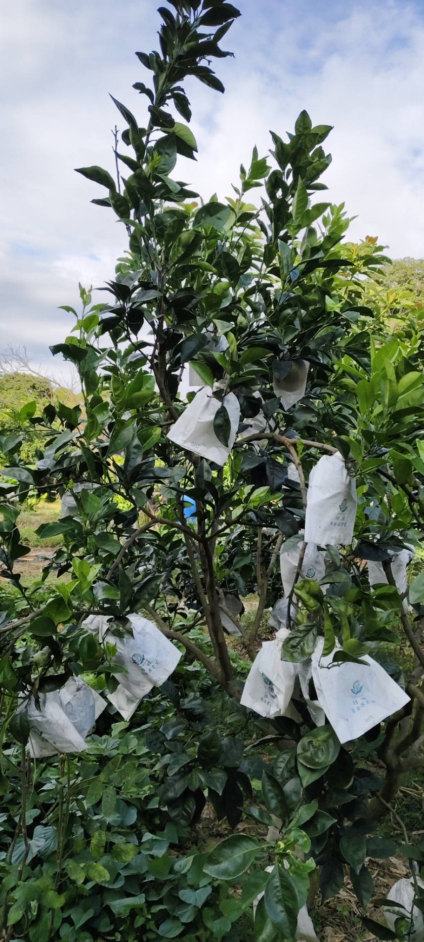木瓜蜜丁