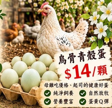 烏骨雞青殼蛋