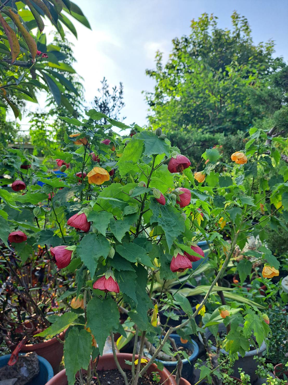百花農園