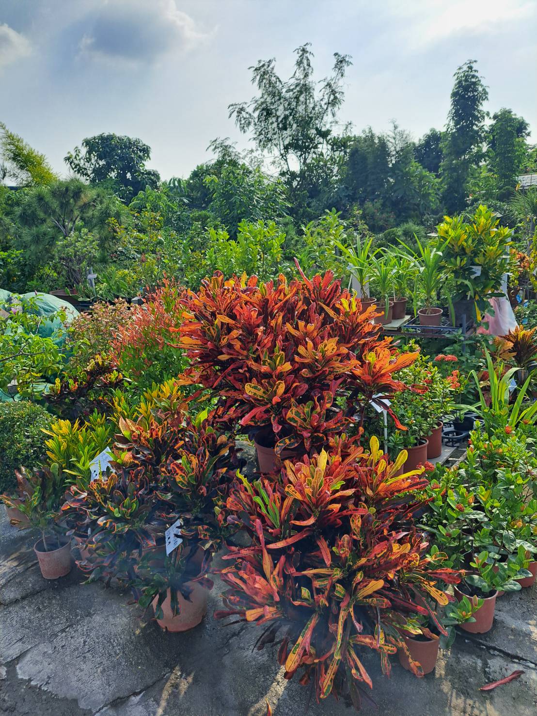 百花農園