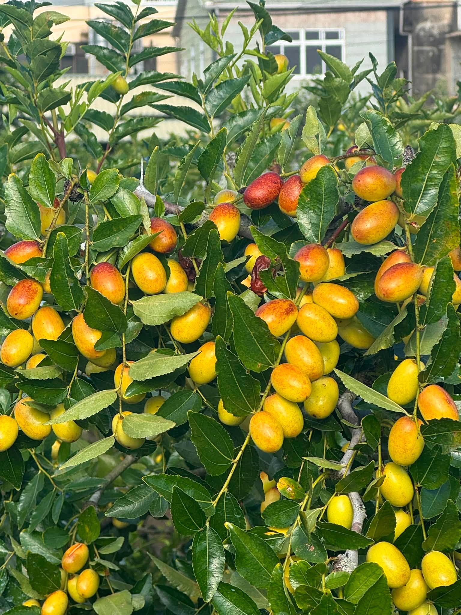 新鮮紅棗|公館紅棗